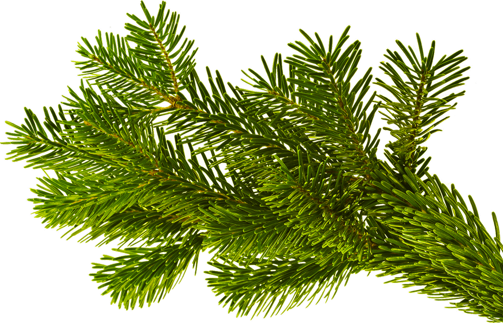 A fresh, bright green pine branch with thin, needle-like leaves that are densely arranged and bring out its natural beauty.