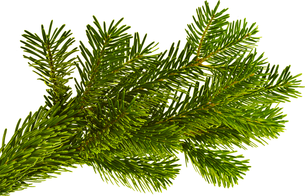 A fresh, bright green pine branch with thin, needle-like leaves that are densely arranged and bring out its natural beauty.