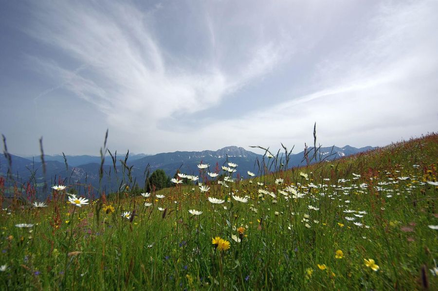 A vibrant meadow filled with wildflowers, including daisies and yellow blooms, set against distant mountains and a cloudy sky.