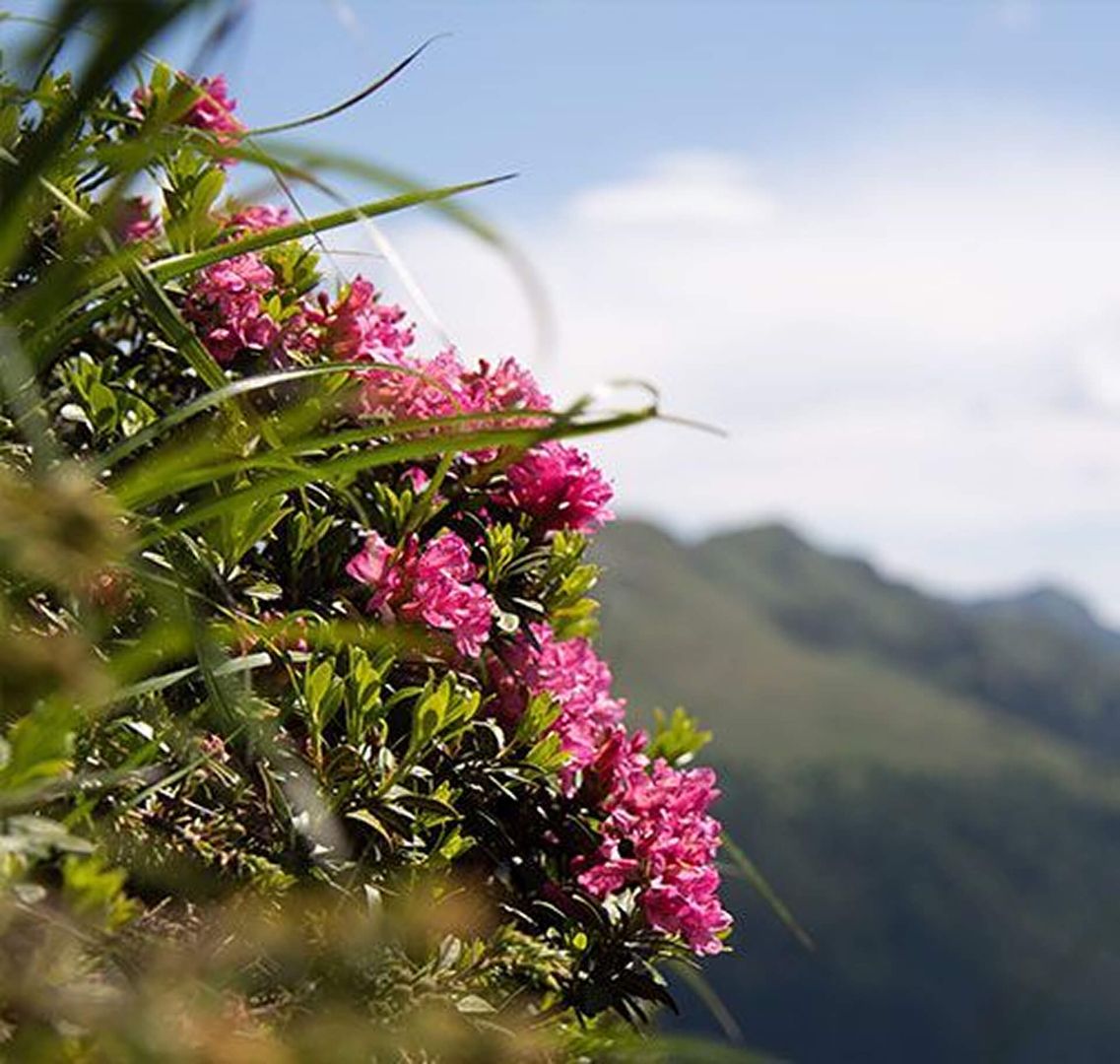 Vibrant pink flowers bloom amidst lush greenery against a backdrop of rolling mountains and a bright blue sky.